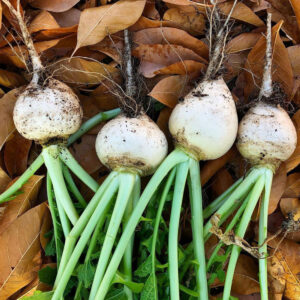 Turnip Seeds