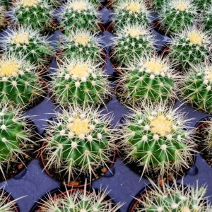 Twin-Spined Cactus – Echinocactus Grusonii