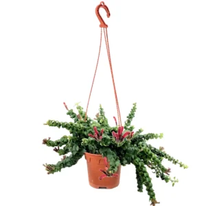 Twisted Lipstick Plant Hanging – Aeschynanthus ‘Rasta