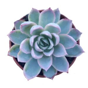 Violet Echeveria