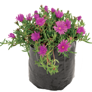 Vygie – Lampranthus