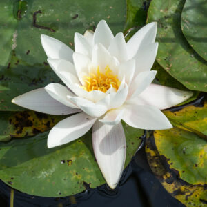 Water Lily – Nymphaeaceae