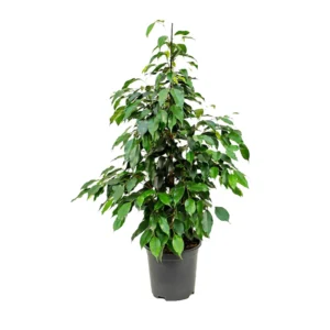 Weeping Fig – Ficus Benjamina
