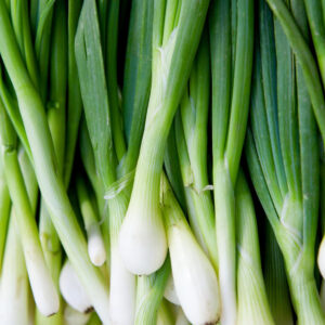 White Bunching Onion Seeds