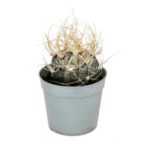 White Horn Cactus