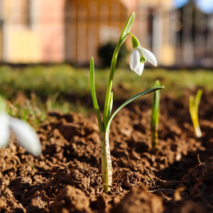 White Snowdrop Seeds