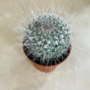 White Spiked Cactus