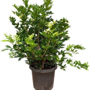 Wild Jasmine – Clerodendrum Inerme