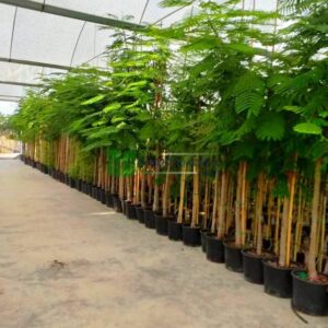 Yellow Poinciana – Peltophorum Pterocarpum