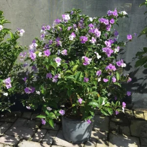 Yesterday Today and Tomorrow – Brunfelsia Pauciflora