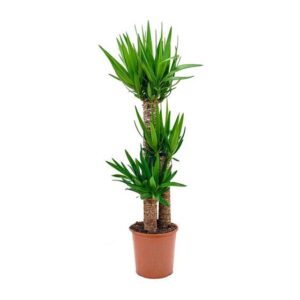 Yucca Elegans Green