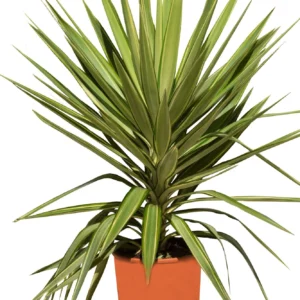 Yucca Jewel Variegated