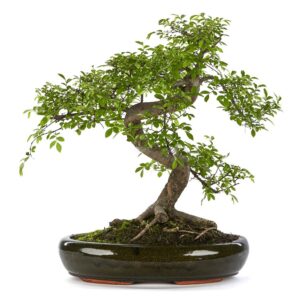 Zelkova Bonsai
