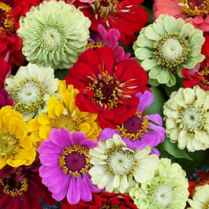 Zinnia Mixed color Seeds