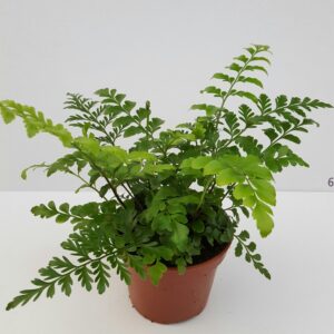 Mother Fern – Asplenium Parvati