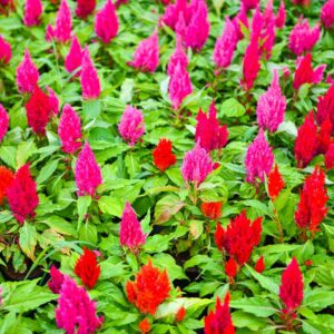Celosia outdoor