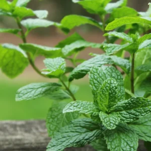 Mint Seeds