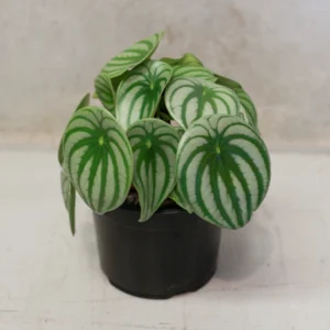 peperomia  – Peperomia Pixie Green