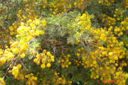 Acacia Arabica – Vachellia Nilotica