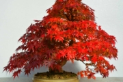 Acer Maple Bonsai