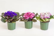 African Violets – Saintpaulia