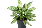 Aglaonema silver queen