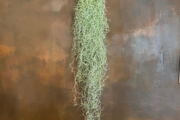 Air Plant Spanish Moss