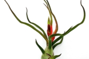 Air Plant Tillandsia Bulbosa