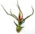 Air Plant Tillandsia Bulbosa