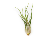 Air Plant Tillandsia Caput-Medusae