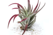 Air Plant Tillandsia Harrisii