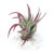 Air Plant Tillandsia Harrisii