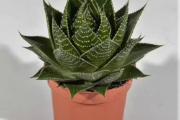 Aloe Cosmo