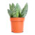 Aloe Jurassic Dino – Aloe paradisicum