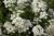 Alyssum White Flower Seeds