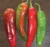 Anaheim Chilli Pepper seeds