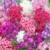 Annual Phlox Mix color Seeds