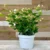 Arabian Jasmine – Jasminum Sambac