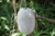 Ash Gourd F1 Hybrid Seeds