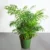 Bamboo Palm – Chamaedorea Elegans