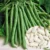 Beans Blue Lake Seeds