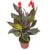 BonFire Water Plant – Canna coccinea