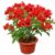 Bougainvillea Tomato Red