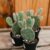Bunny Eared Cactus