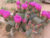 Cactus Prickly Pear