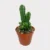 Cactus cereus paolina