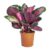 Calathea – Calathea picturata Crimson