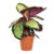 Rose Painted Calathea – Calathea roseopicta Dottie