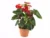 Campanula Porto – Anthurium Andreanum Sierra