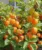 Cape Gooseberry Seeds